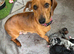 Beautiful dachshund puppy’s