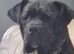 Cane Corso 2 year old and 3 mnth old pup