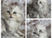 Persian kittens 1 silver girl , 3 silver boys, 2 golden boys