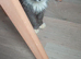 2 male kittens
