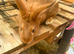New zealand bunnies