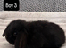Pure bred Mini lops mixed litter