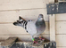 for sale pair blue racers