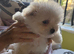 Pompoo teddy bears
