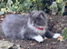 Stunning Maine coon cross Ragdoll