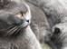Gorgeous BSH Blue kittens