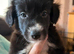 Bearded collie cross border collie pups