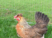 Breeding pair of cream legbars