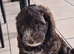 Three beautiful cockapoo puppies (one sold)