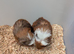 Adorable baby Guinea pigs