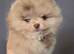 CHIAO LI YA plush merle beautiful lineage pomeranian