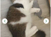 Rehoming my cat