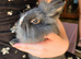 Baby Vienna carrying Lionhead Buck - Ready now.