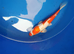 beautiful koi hand picked from &pound;5