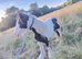 5 year old cob mear