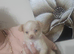 Puppys sale