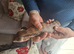 Irian java blue tongue skink