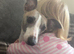 Whippet pups for sale