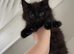 Tabby & Long Haired Kittens