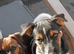 Adorable Chunky puppies