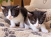 Beautiful Litter Of Black And White Kittens