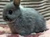 Friendly *vaccinated* netherland dwarfs