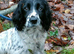 Working Sprocker pups.