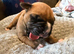 Chunky boxer puppies for sale