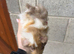 Gorgeous Guinea Pigs