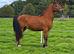 Gorgeous Thorneyside Welsh D Gelding 4yrs!