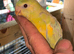 Baby redrumps parakeet s