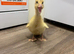 Indian runner ducklings
