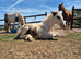 Mare with foal at foot