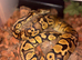 X5 Royal pythons plus Snake rack
