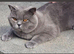 blue cream british shorthair