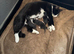 2 kittens for sale to loving home