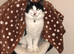Murphy - Male, 3 , Neautered