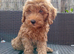 Miniature Boy Labradoodle Puppies &ndash; Ready to Leave