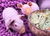 Skinny Pig Boys Ready Now