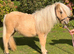 Lottie - Palomino Filly