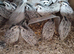 Snow flakes bob whites quail