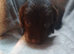 Sprocker puppies