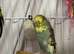 French moult budgies