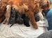 Caverpoo puppies