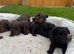 7 beautiful patterdales almost ready for there forever homes
