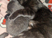 1 Female black kitten ready to leave next friday
