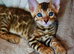 Beautiful Bengal kittens
