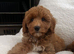 Absolutely stunning Australian Labradoodle Girl Puppy