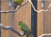 Breeding pair of kakarikis