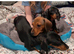 Minature dachshund 12 weeks old